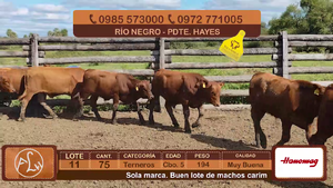  Lote 11
