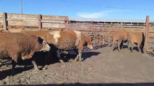  20 Novillo Gordo en Los Ángeles, VIII Región Biobío