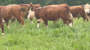  35 Novillo Engorda en Purranque, X Región Los Lagos