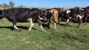  30 Novillos y Novillitos Holando Argentino, Jersey y Kiwi Cross en Col. Cello, Santa Fe