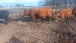  48 Vacas de invernar