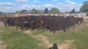  75 Terneros