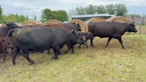  9 Vaquillonas C/ cria