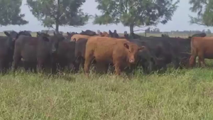  37 VAQUILLONAS PREÑADAS, RANCHOS, PCIA DE BS. AS.