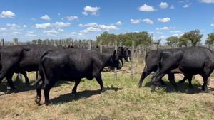  8 Vacas preñadas