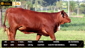  LOTE 34