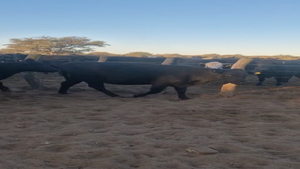  50 Vacas CUT preñadas en La Pampa, Carro Quemado