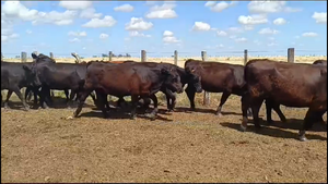  60 Vacas preñadas en Chapicuy, Paysandú