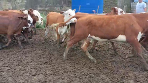  26 Terneras Braford, Brangus, Angus y Hereford en Suardi, Santa Fe