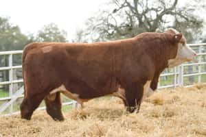 Lote 16 — Escritorio Dutra LTDA.