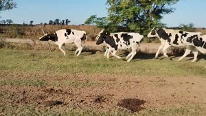  17 Vaquillonas Holando Argentino en Brinkmann, Córdoba