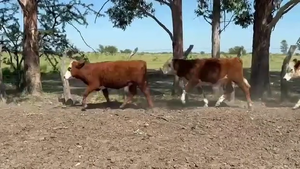  39 Terneros/as en Corrientes, Monte Caseros