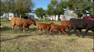  PIEZAS DE CRIA