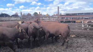  20 Vaquilla Gorda en Los Ángeles, VIII Región Biobío