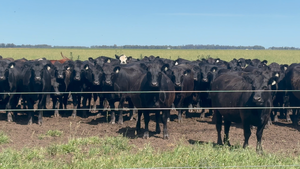  90 Vaquillonas P/ Servicio 