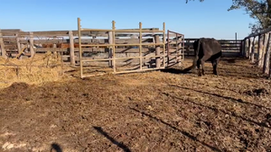  16 Vacas C/ cria Braford, Brangus y sus cruza en Tacural, Santa Fe