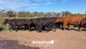  29 Vacas p/ invernar