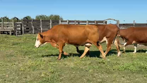  15 Vacas de invernar en Corrientes, Curuzu Cuatia