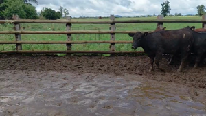  30 Vaquilla Engorda en Perquenco, IX Región Araucanía