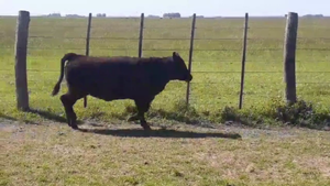  63 TERNS. HEMBRAS, AYACUCHO, BS. AS.