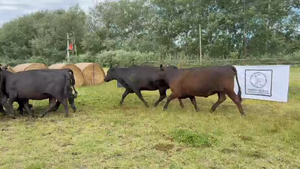  10 Vacas nuevas Preñadas