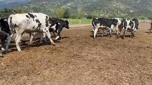  45 Novillo Gordo en Paine, Región Metropolitana