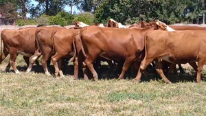  16 Vaquillonas preñadas en Corrientes, Curuzu Cuatia