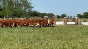  30 Vacas nuevas Preñadas en Buenos Aires, Ranchos 