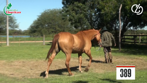  caballo castrado