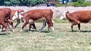  17 Vientres preñados