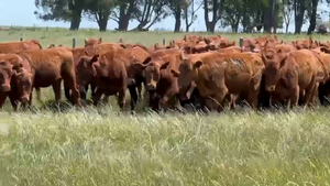  75 Terneras