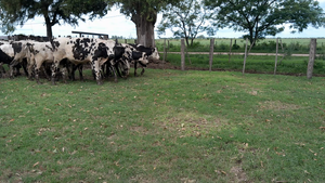  33 Novillitos Normando en Col. Tacurales, Santa Fe
