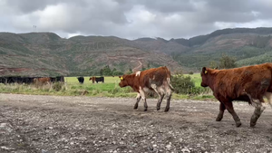  72 Ternero en Toltén, IX Región Araucanía