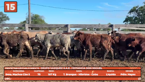  LOTE 15