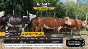  14 Vaca en Tarariras, Colonia