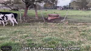  8 Terneros en Estanzuela, Colonia