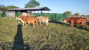  10 Vacas de invernar