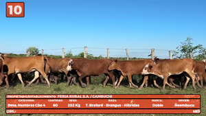  LOTE 10