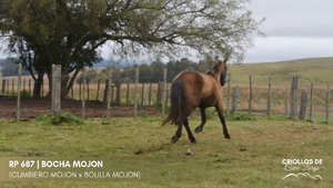 BOCHA MOJON — Escritorio Alori y Cia.