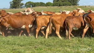  54 Vacas de invernar en Corrientes, Mercedes