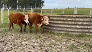  3 Vaquillonas 1-2 Polled Hereford PI Entoradas Orden 3