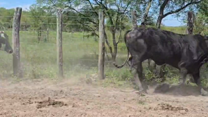  33 Vacas de invernar