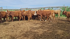  30 Novillos Cruzas en Sunchales, Santa Fe