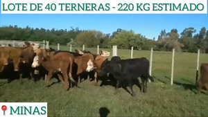 40 Terneras