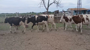  8 Novillitos Holando Argentino y Montbeliarde en Sunchales, Santa Fe