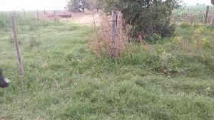  24 Terneras Holando Argentino en Brinkmann, Córdoba