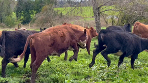  54 Vaquilla Engorda en Frutillar, X Región Los Lagos