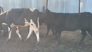  125 Vaquilla Engorda