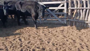  35 Vacas CUT preñadas