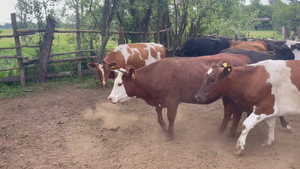  13 Vaquilla Gorda en Osorno, X Región Los Lagos